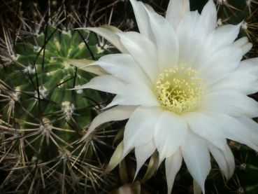 Preview: Lobivia ferox v. longispina P71